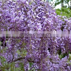 Wisteria Tree Seeds Chinese Wisteria Sinensis Seeds Vine Purple Flowers Bonsai Seeds For Planting thumbnail-5