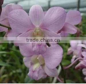 Dendrobium Hybrids Orchid Flower Dendrobium Plant thumbnail-1