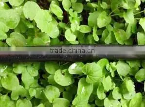 Good Quality 16mm Plastic Drip Irrigation Emitter Pipe for Agriculture thumbnail-1