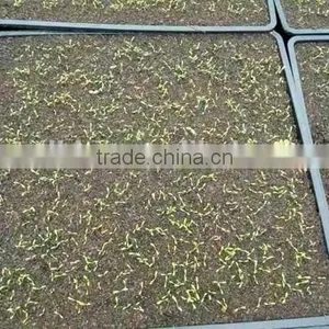Gardening Supplies Seed Starter Trays thumbnail-2