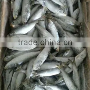 Whole Sardine in Competitive Price thumbnail-2