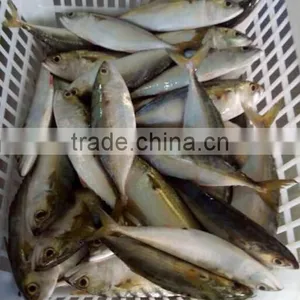 Best and Popular Mackerel Indian thumbnail-1