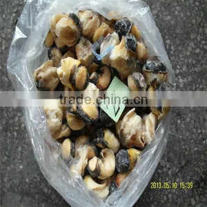 Best Season Cooking Carved Conch Shells thumbnail-1