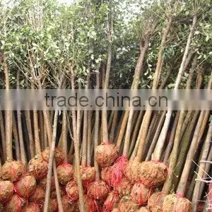 Ligustrum Lucidum D4cm Plants thumbnail-1