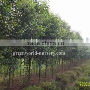 Ligustrum Lucidum Decidous Trees thumbnail-1