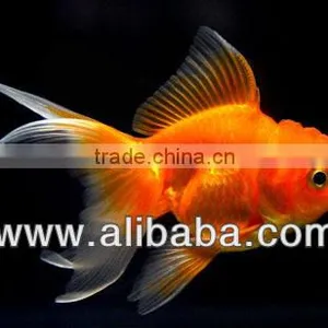 Aquarium Fish Farm and Export From Thailand thumbnail-1