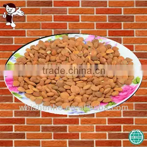 Wild Bitter Apricot Kernels thumbnail-1