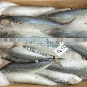 Whole Round BQF Or IQF Frozen Fish Pacific Mackerel thumbnail-1