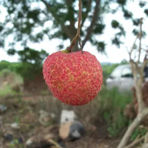 Lychee Trees Mango Trees With Grafting Garden Trees thumbnail-2