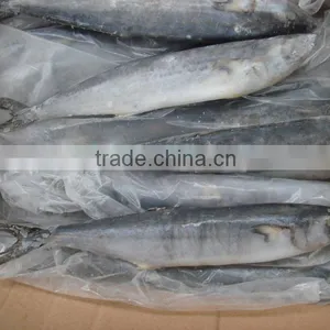 Frozen Spanish Mackerel Supplier thumbnail-2