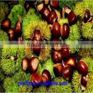 Chinese Good Taste Chestnut Supplier thumbnail-5