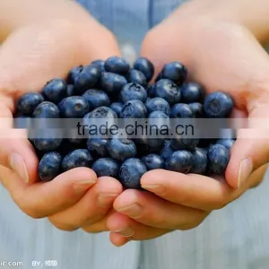 Delicious Blueberry Fruit Tea Extract Powder thumbnail-4