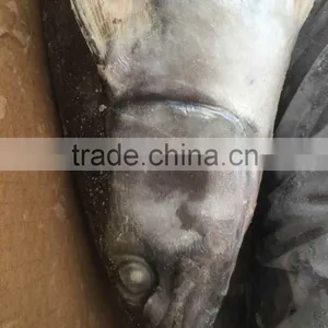 Best Quality Spanish Mackerel Frozen On Board thumbnail-1