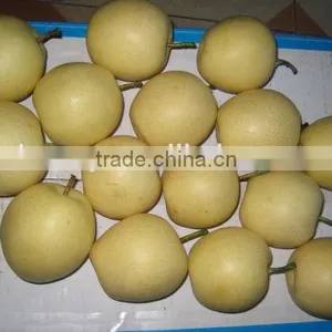 Nice Difference Specification of Crown Pear in China thumbnail-6