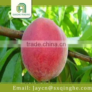 Fruit Peach Fresh Food Importer thumbnail-1