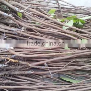 Jujube Tree Seedling thumbnail-3