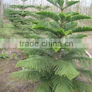 Hoop Pine, Araucaria Cunninghamii Sweet Seedlings, as Bonsai, Pot Plants or Outdoor Plants thumbnail-6