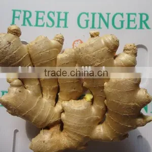 Fresh Mature Ginger thumbnail-4