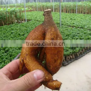 Ficumsicrocarpa Bonsai Genseng Ficus thumbnail-3