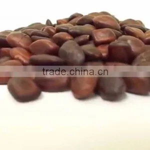 Indian Rain Tree Ornamental Seeds Samanea Saman Rajasthan Asia thumbnail-3