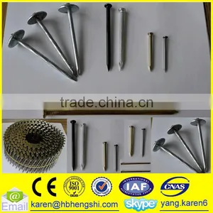 Umbrella Head Iron Nails, Galvanized Nails, Iron Nails,coil Nails, Nails Supplier thumbnail-2