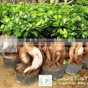 Ficus Microcarpa Indoor Bonsai Tree thumbnail-1