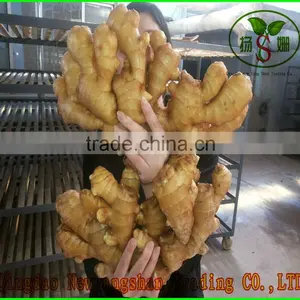 More Than 200 g Fresh Ginger/air Dried Ginger: Exports Europe and the United States thumbnail-3