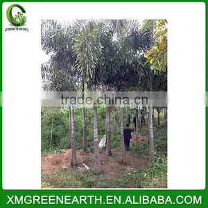 Wodyetia Bifurcata - Foxtail Palm (6) thumbnail-1