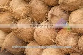 Semi Husked Coconut thumbnail-5