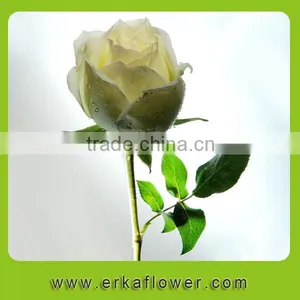Reasonable Price Two Heads Autumn Stem Fresh Rose thumbnail-3