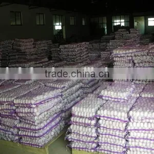 Shandong Garlic thumbnail-1