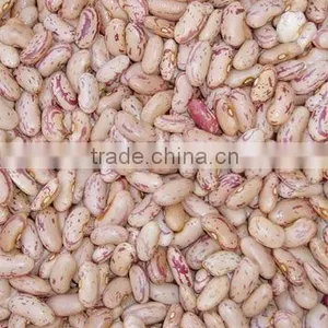 we Are Supply Speckled Kidney Beans With Good Quality for Sale thumbnail-1