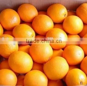 We Are Supply Fresh Navel Orange With Good Quality for Sale thumbnail-5