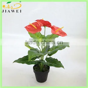 Wholesale Small Table Anthurium Plant thumbnail-1