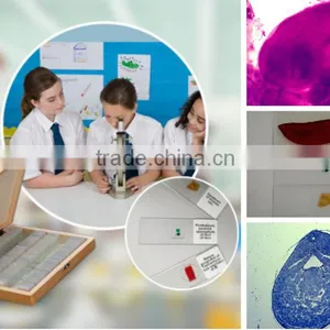 School Teaching Microscope Slides Embryo of Chicken W.M. thumbnail-1