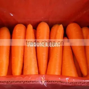 HKVIMEX'S Professional Supplier Bulk Fresh Carrots thumbnail-1