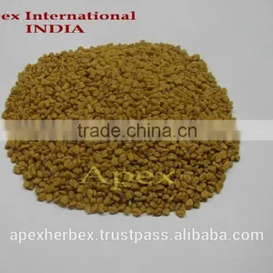 Spices Graecum / Fenugreek Seeds / Methi / Trigonella Foenum-Graecum thumbnail-3