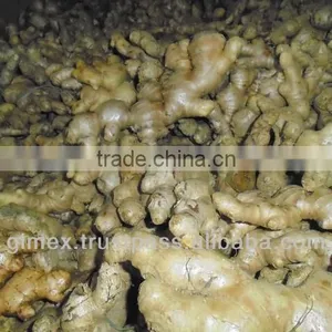 Cleansed Fresh Ginger thumbnail-1