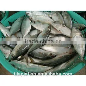Frozen Indian Mackerel for Sale thumbnail-1