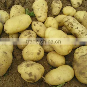 New Crop Fresh Holland Potatoes thumbnail-1