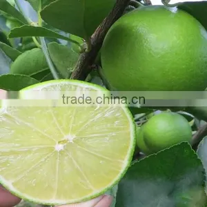 Lemon Tree Seedling thumbnail-1