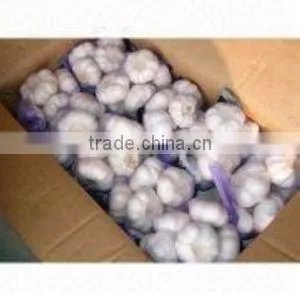 Fresh Garlic thumbnail-1