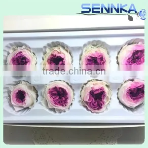 Import China Preserved Flowers Preserved Austin Rose Wholesale thumbnail-5