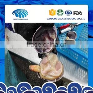 Frozen Big Size Clam With Good Taste thumbnail-1