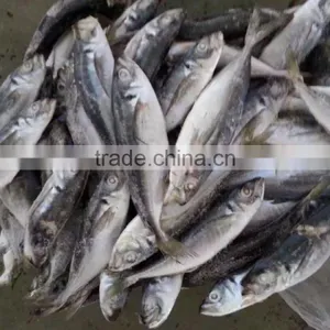 SEA FROZEN HORSE MACKEREL thumbnail-2
