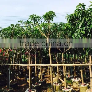 Mangifera Indica Tropical Plants Dia 5-10cm thumbnail-1
