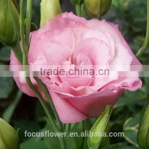 Good Quality Pink Eustoma Cut Fresh Flowers For Mother's Day thumbnail-2