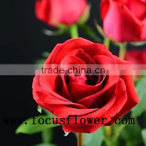 100% Percent Fresh Cut Jasmine Flower Price Rose Wholesale Carola With 0.6-0.8kg From Kunming thumbnail-2