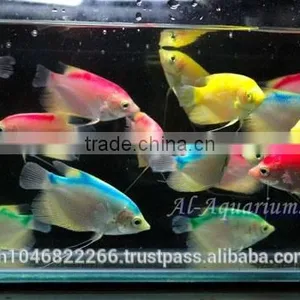 Giant Gourami Mix Color / Aquarium Fish Exporter thumbnail-3