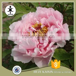 my Test Tree Peony Plant Root thumbnail-2